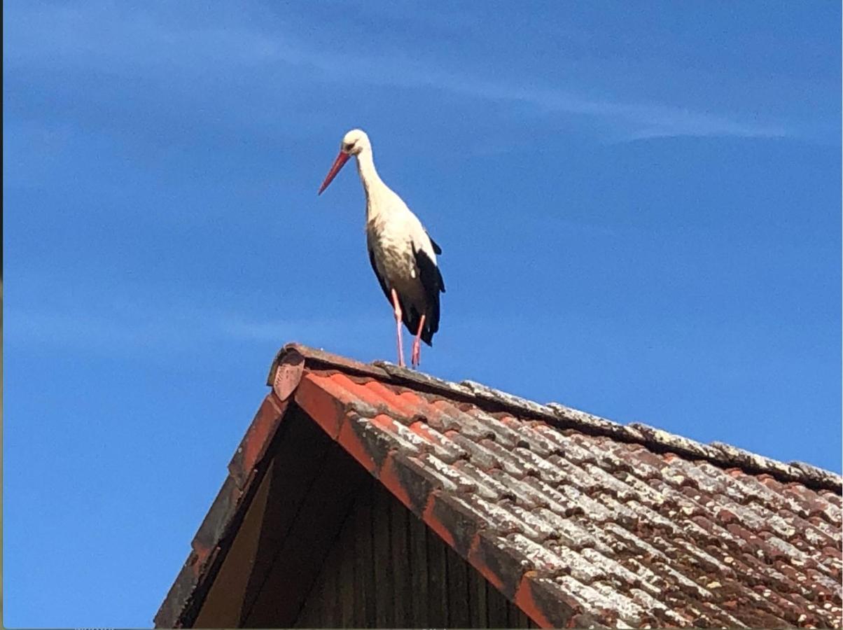 Kuckunniwi Tipidorf Hotel Tauche Bagian luar foto